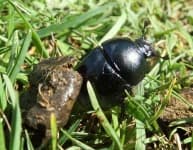 Sample 5 – Dung beetle