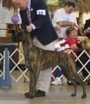 Sample 1 – Great dane