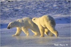 Sample 1 – Ice bear