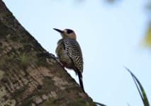 Sample 1 – Woodpecker