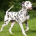 Sample 2 – Dalmation