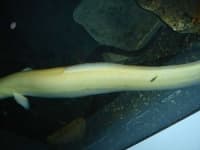 Sample 3 – Eel