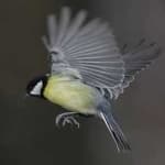 Sample 4 – Parus major
