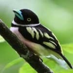 Sample 12 – Black yellow broadbill
