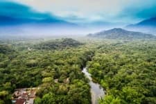 Sample 4 – Rainforest