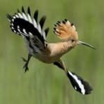 Sample 5 – Hoopoes