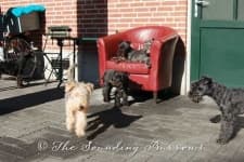 Sample 5 – Lakeland terrier