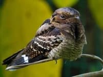 Sample 6 – Nightjar