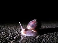 Sample 4 – Snail