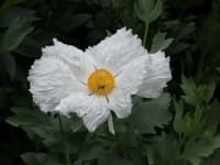 Sample 6 – Tree poppy