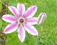 Sample 4 – Flower