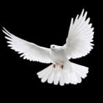 Sample 3 – Dove