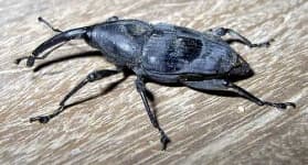 Sample 1 – Weevil
