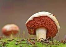 Sample 4 – Suillus