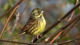 Sample 6 – Canary