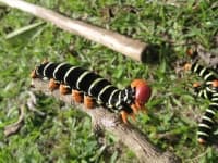Sample 5 – Moths and butterflies