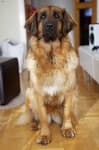 Sample 6 – Leonberger