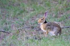 Sample 4 – Hare
