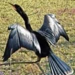 Sample 5 – Anhinga