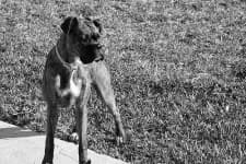 Sample 5 – Boxer