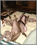 Sample 2 – Weimaraner