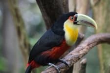 Sample 2 – Toucan