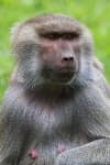 Sample 5 – Monkey