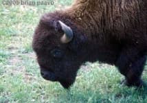 Sample 4 – Bison