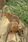 Sample 2 – Mongoose
