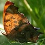 Sample 18 – Mark butterfly