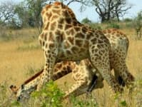 Sample 2 – Giraffe