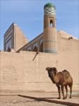 Sample of Camel