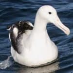 Sample 2 – Albatross
