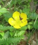Sample 3 – Buttercup