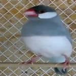 Sample 3 – Java sparrow