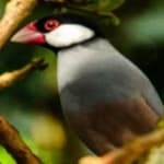 Sample 4 – Java sparrow