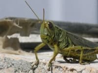 Sample 1 – Grasshopper