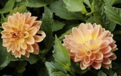 Sample 5 – Pink yellow dahlia