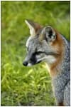 Sample 6 – Grey fox