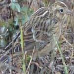 Smiths longspur image dataset preview