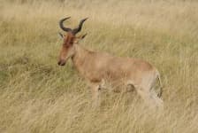 Sample 6 – Hartebeest