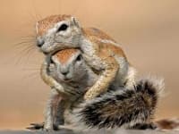 Sample 3 – Squirrel