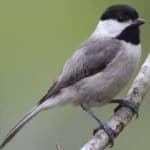 Sample 1 – Black capped chickadee
