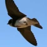 Sample 5 – Sand martin