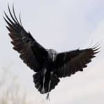Sample 6 – White necked raven