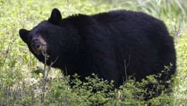 Sample 2 – American black bear