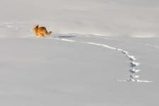 Sample 5 – Fox