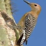 Sample 5 – Gila woodpecker