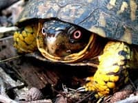 Sample 3 – Box turtle