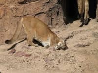 Sample 3 – Cougar
